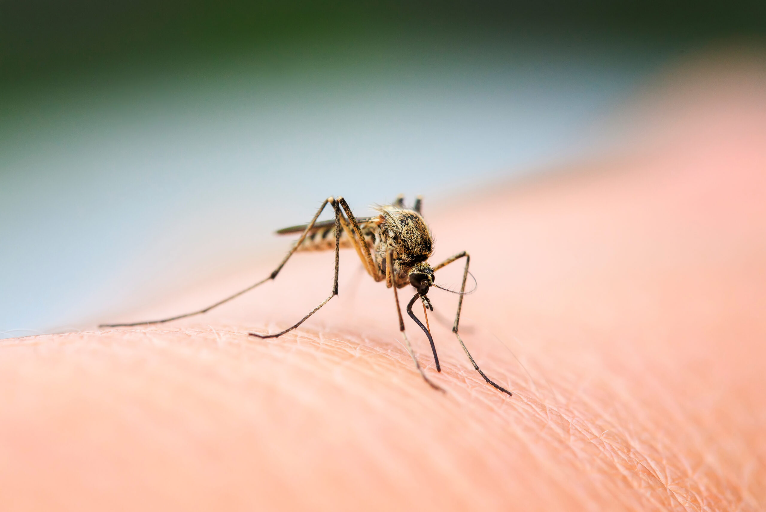 mosquito transmissor da febre amarela