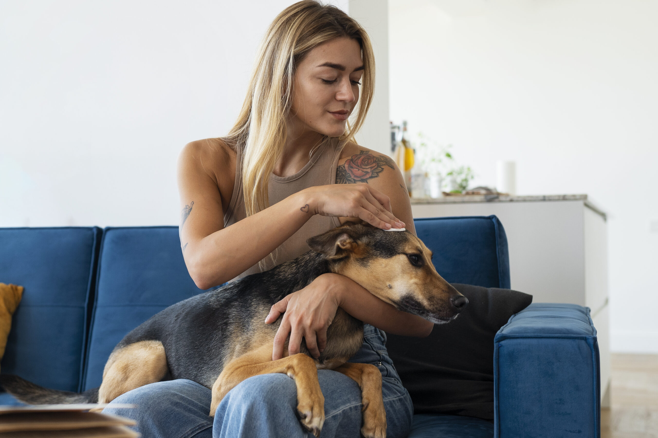 dona cuidando de cão que sofre de pulga e carrapato