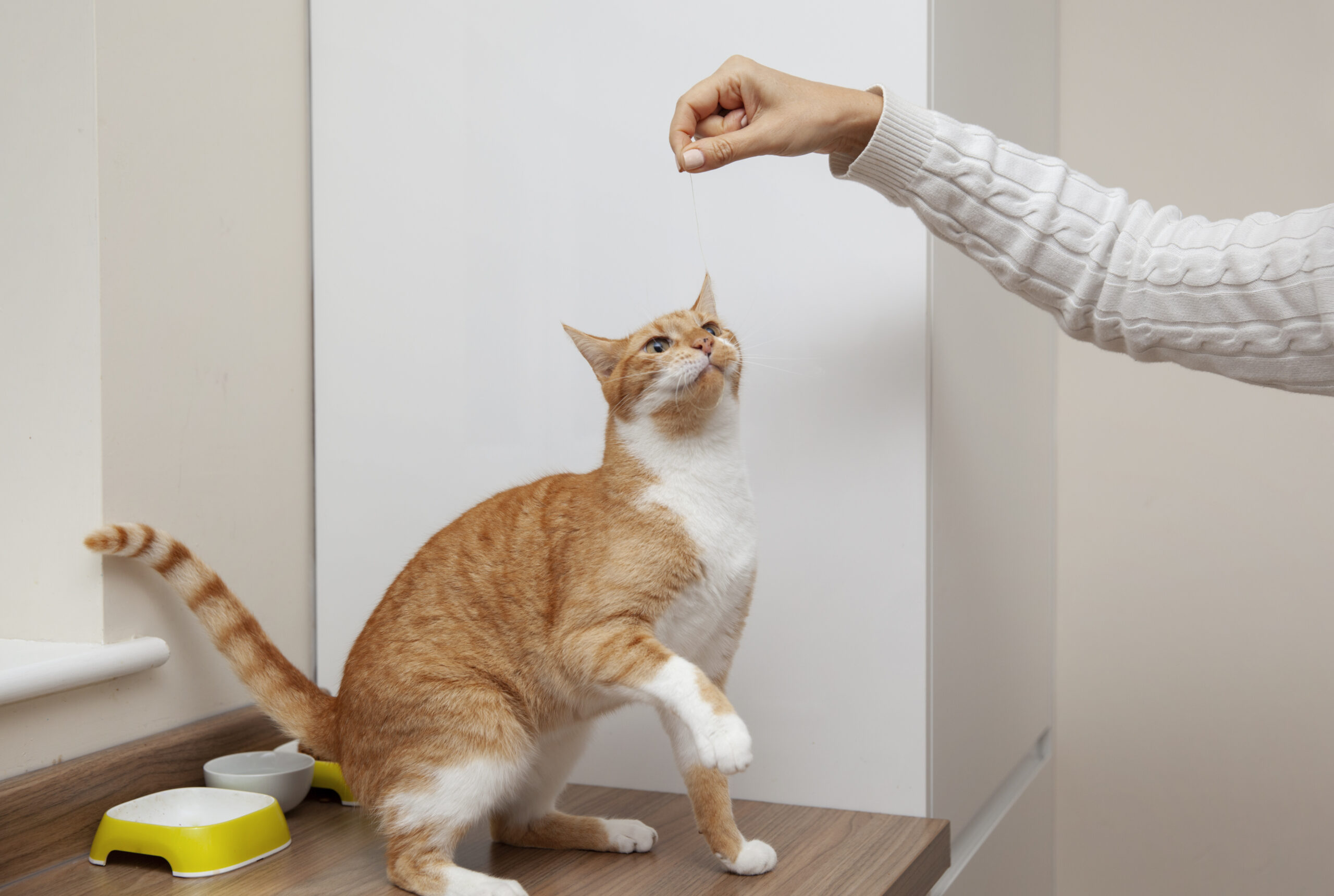 gato laranja comendo ração dada pelo dono
